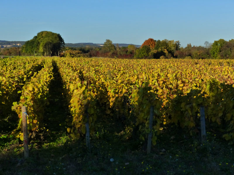 Rangs de vignes en Bourgogne