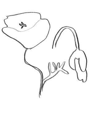 dessin de fleur de coquelicot