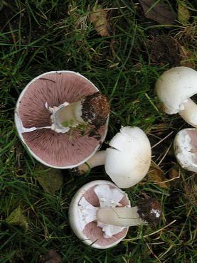 la cueillette des champignons rosés des prés après la pluie d'automne