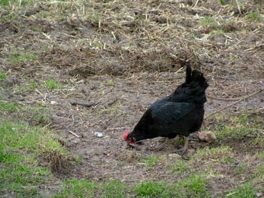poule noire dans la basse-cour, oiseau