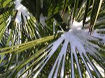 neige sur un yucca