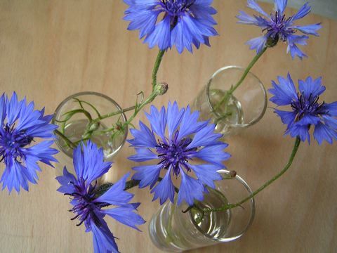 photo gratuite de bleuets en bouquet