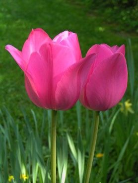deux tulipes roses dans le jardin
